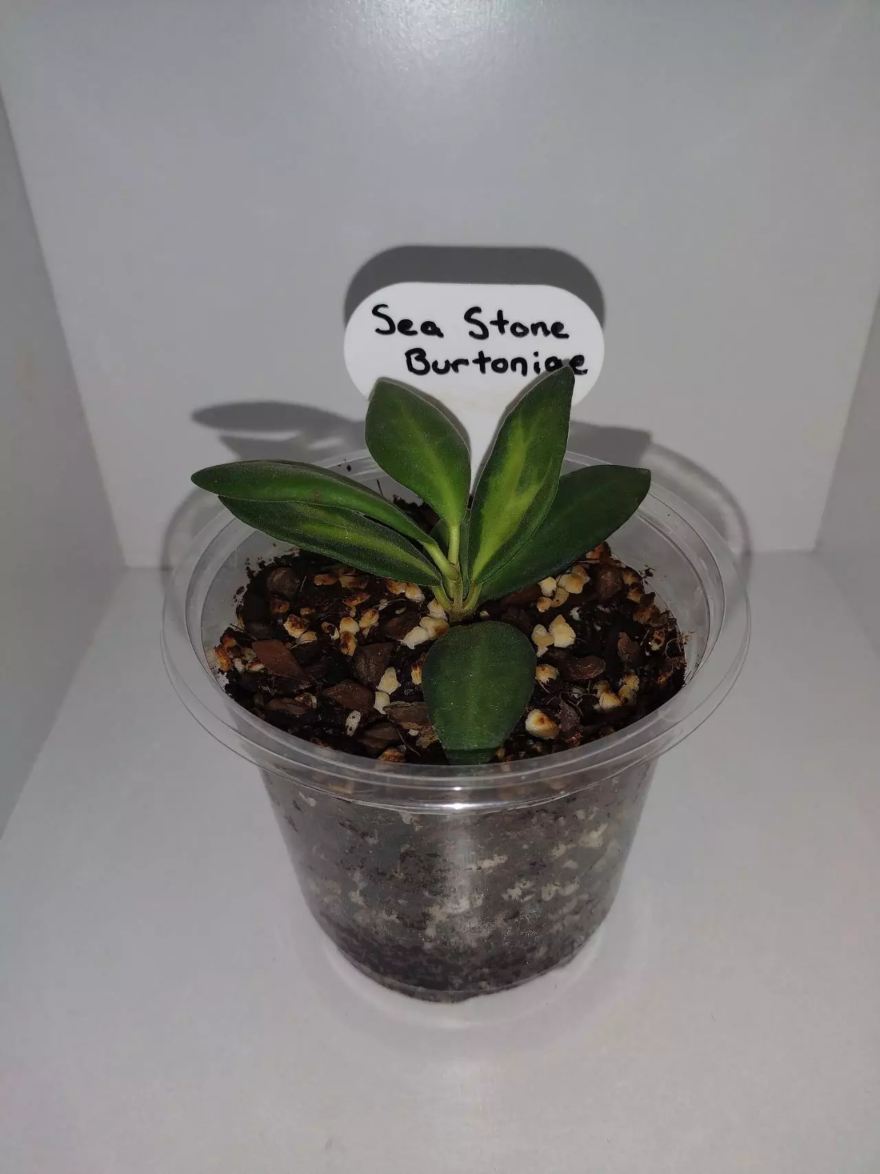 plant/Hoya Burtoniae-0