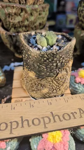plant/SnC potted  combo - US Seed grown cubiformis x4-0