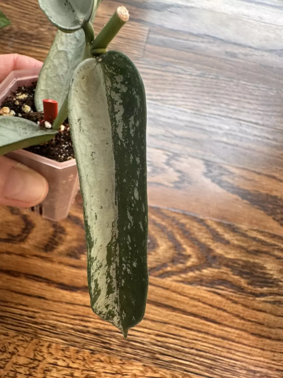 plant/0183 - Hoya Pandurata silver-2