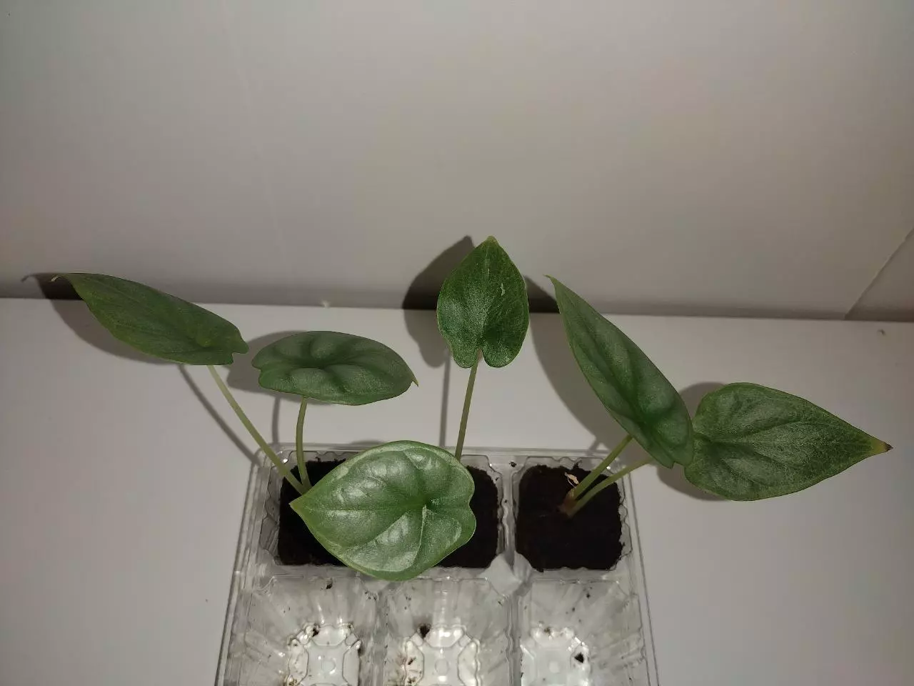 plant/Alocasia Silver Dragon-0