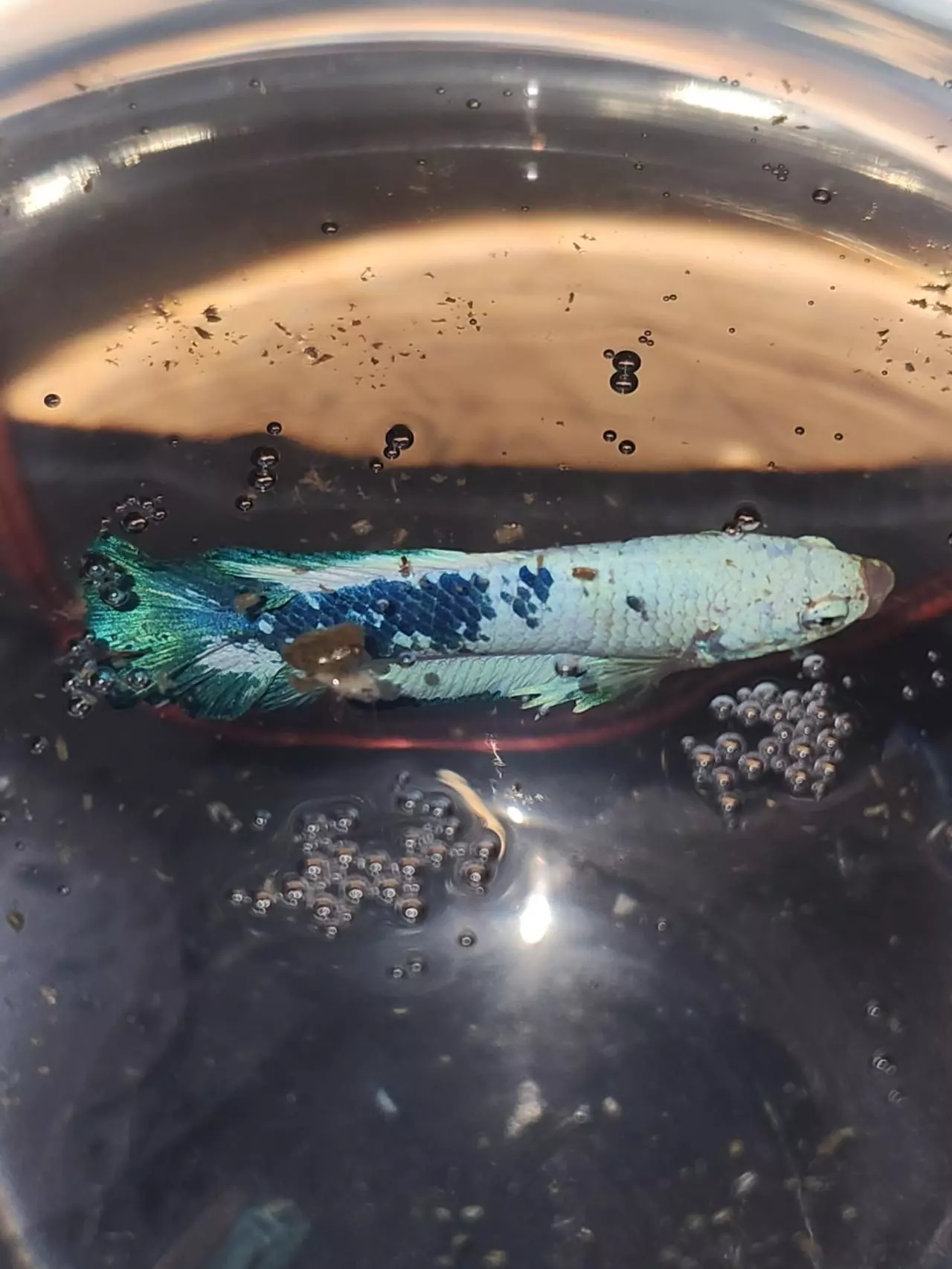 shipping_upgrade/Next Day Shipping-0