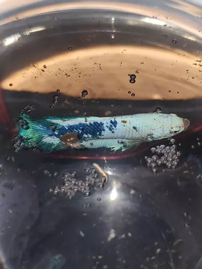 shipping_upgrade/Next Day Shipping-0-thumbnail