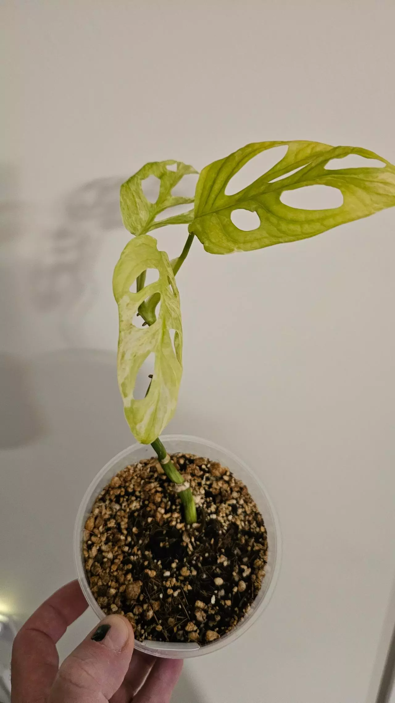 plant/Monstera Adansonii Indonesia Mint-1