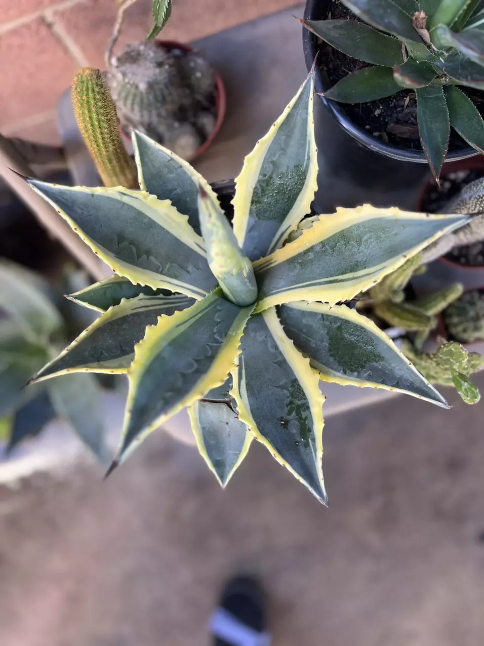 plant/1G Aloe Truncata-0