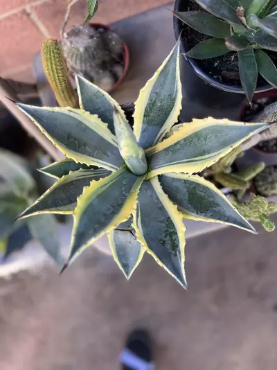 plant/1G Aloe Truncata-0-thumbnail