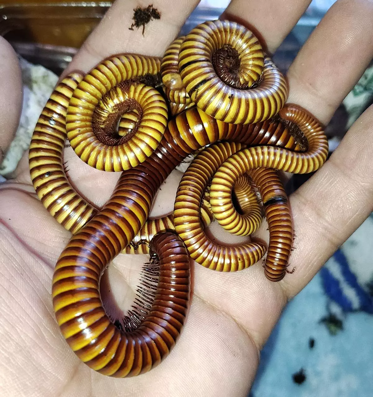 plant/Orthoporus ornatus "Texas Gold millipedes"-0