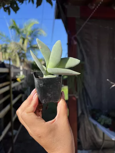 plant/2” Crassula Combo-3-thumbnail