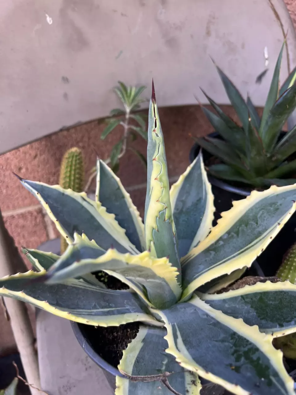plant/1G Aloe Truncata-1