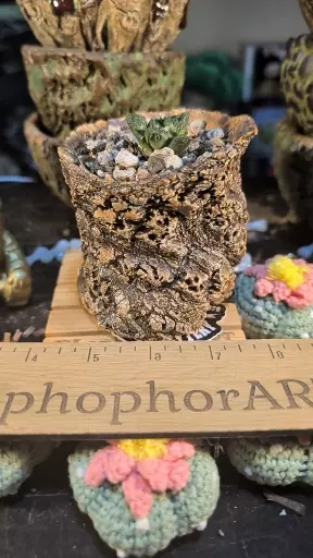 plant/SnC potted  combo - US Seed Grown Godzilla-0