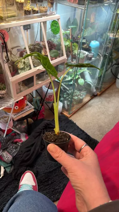 plant/Alocasia emerald tide/tattoo-1-thumbnail