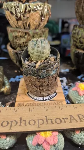 plant/SnC potted  combo -Seed Grown- Lost tag- Copiapoa mollicula??-0