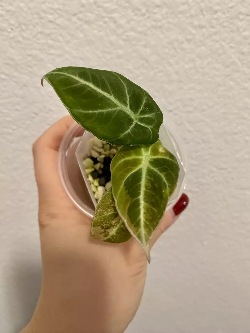 plant/Alocasia Black Velvet Aurea/Gold - 2 in 1-2