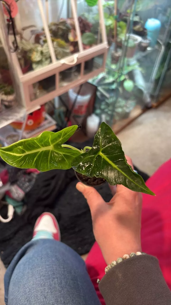 plant/Alocasia emerald tide/tattoo-0