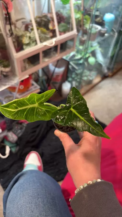 plant/Alocasia emerald tide/tattoo-0-thumbnail