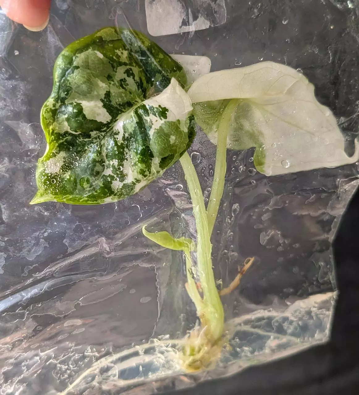 plant/#7050A Alocasia Dragon Scale Albo TC-1