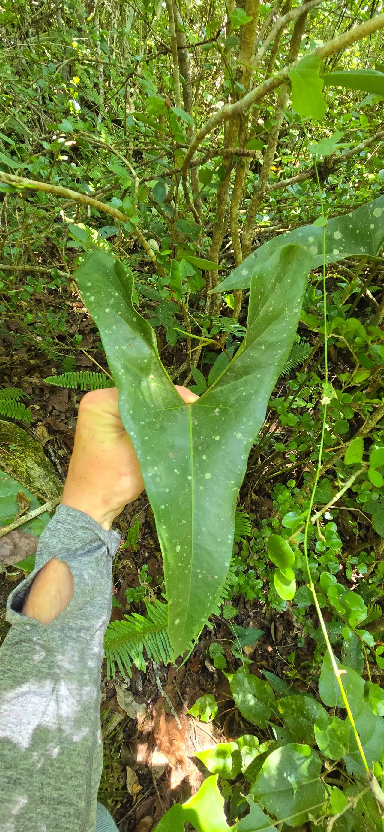 plant/Anthurium berrizobalense (Real species) seedling-1