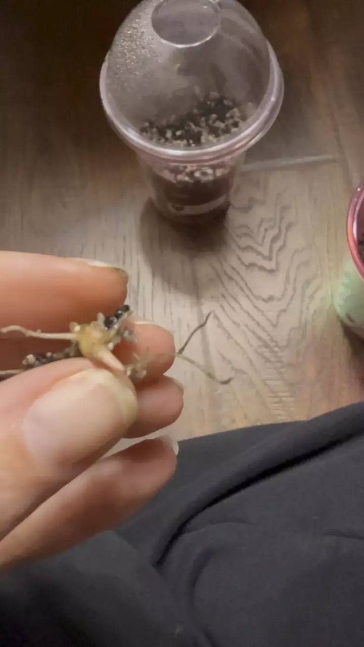 plant/Alocasia Pink Nobilis Rooted and Sprouting Corm-1