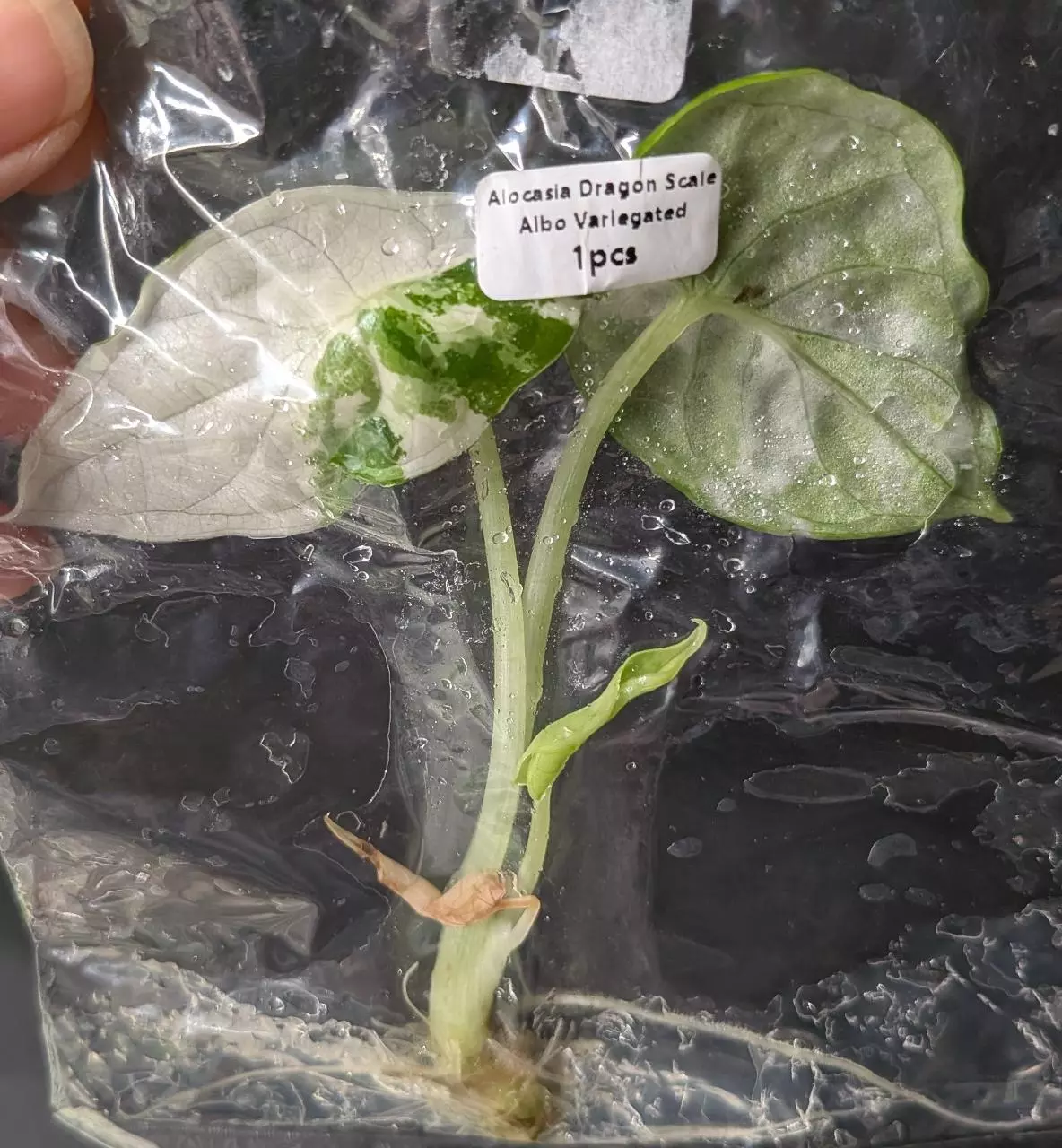 plant/#7050A Alocasia Dragon Scale Albo TC-0
