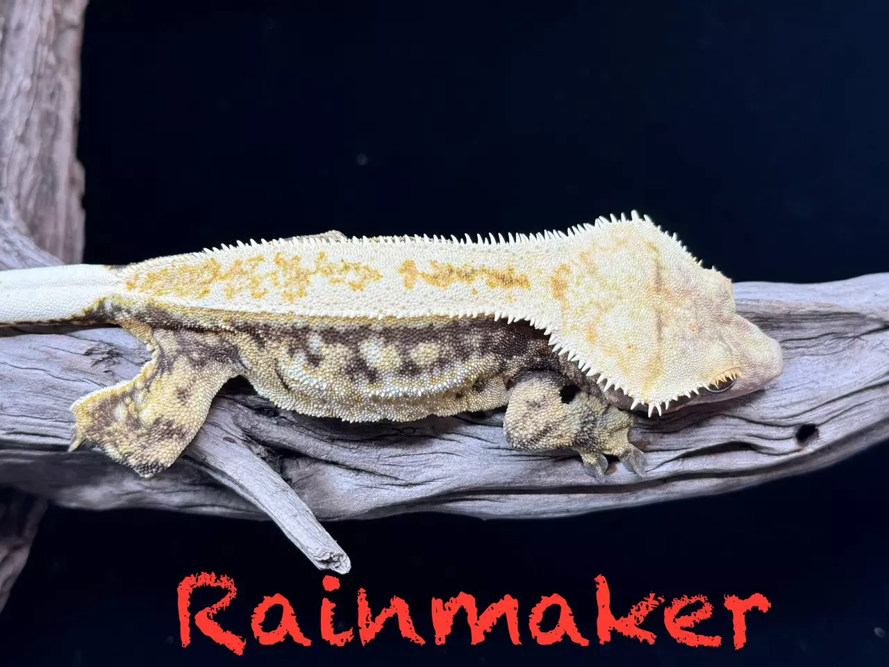 plant/Proven ready to breed female. She was breed by biotoxic exotics and is 6 years o-0
