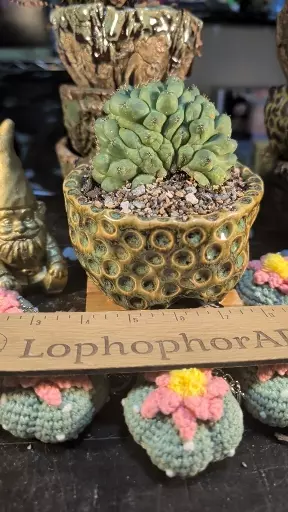 plant/SnC potted  combo - Seed Grown Crested Coryphanta Titan-0