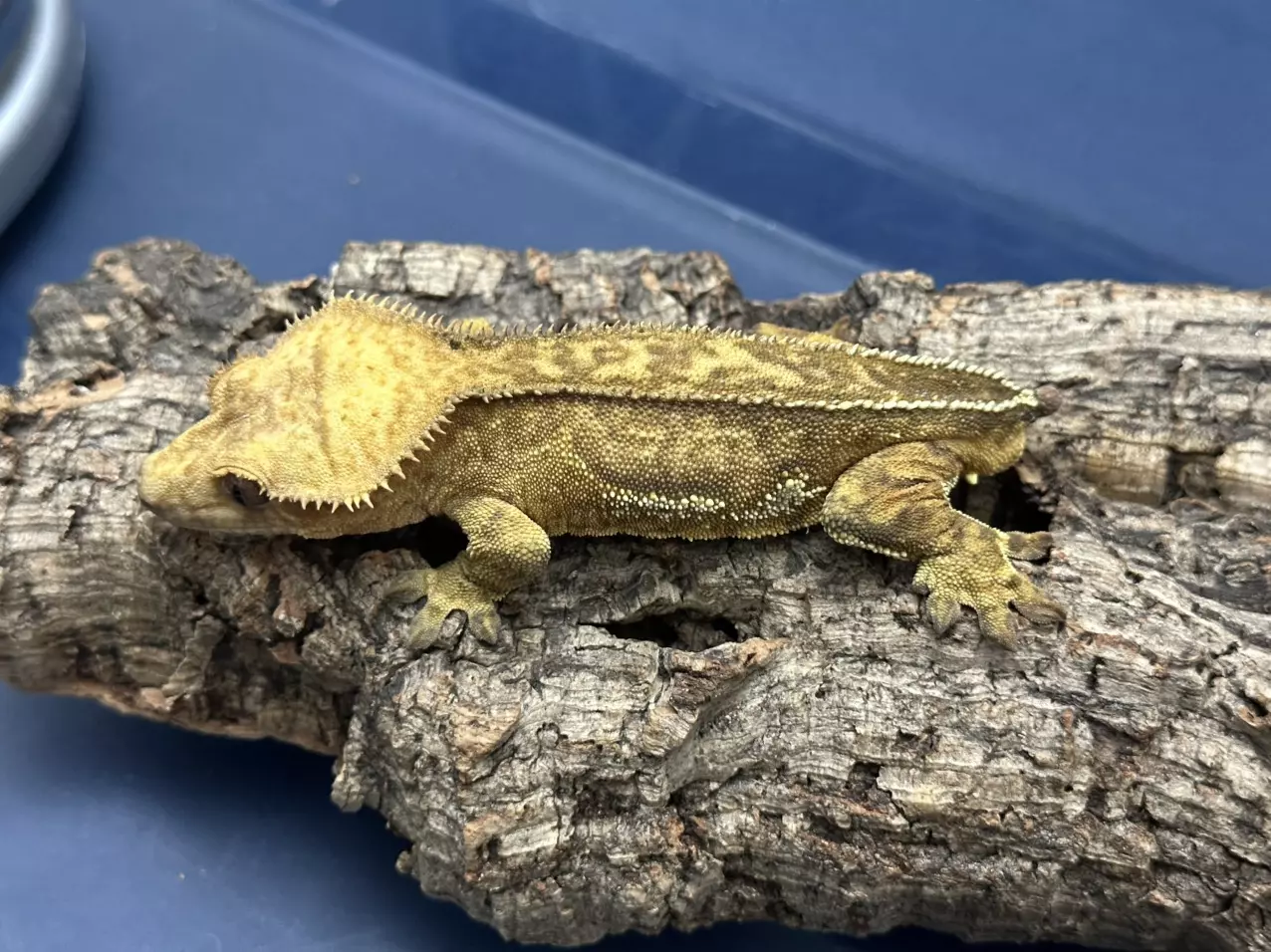 plant/272b 32g Male Yellow phantom pinstripe-0