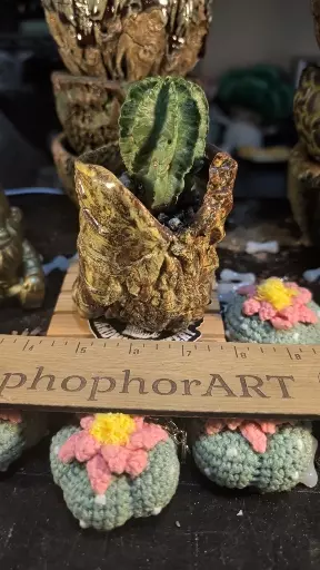 plant/SnC potted  combo - Seed grown well rooted variegated Capricorn-0