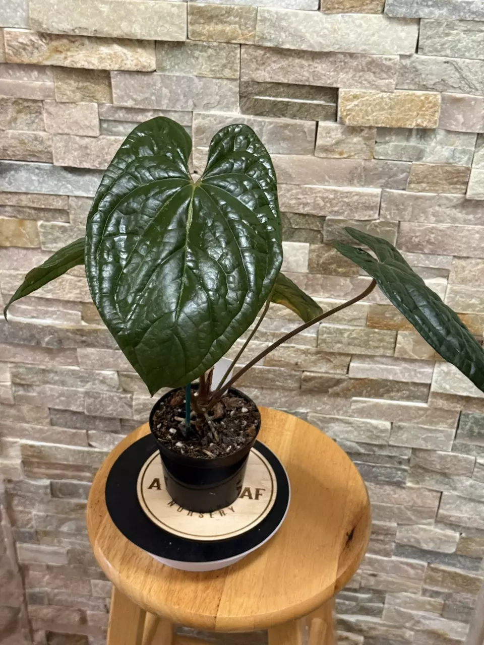 plant/Anthurium RVDP X Luxurian-2