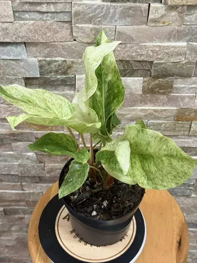 plant/Anthurium Hookeri Variegated.-1-thumbnail