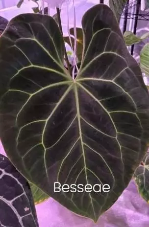 plant/Anthurium Besseae × Open-1