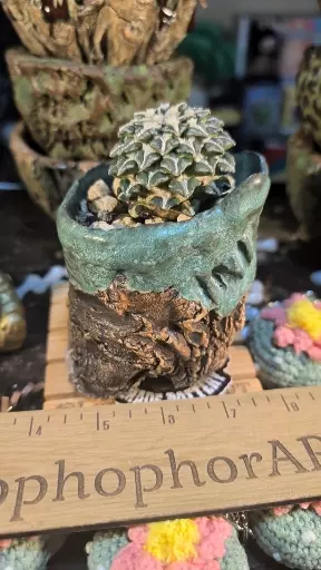 plant/SnC potted  combo - big old kotchebeyanus , buried graft well established-0