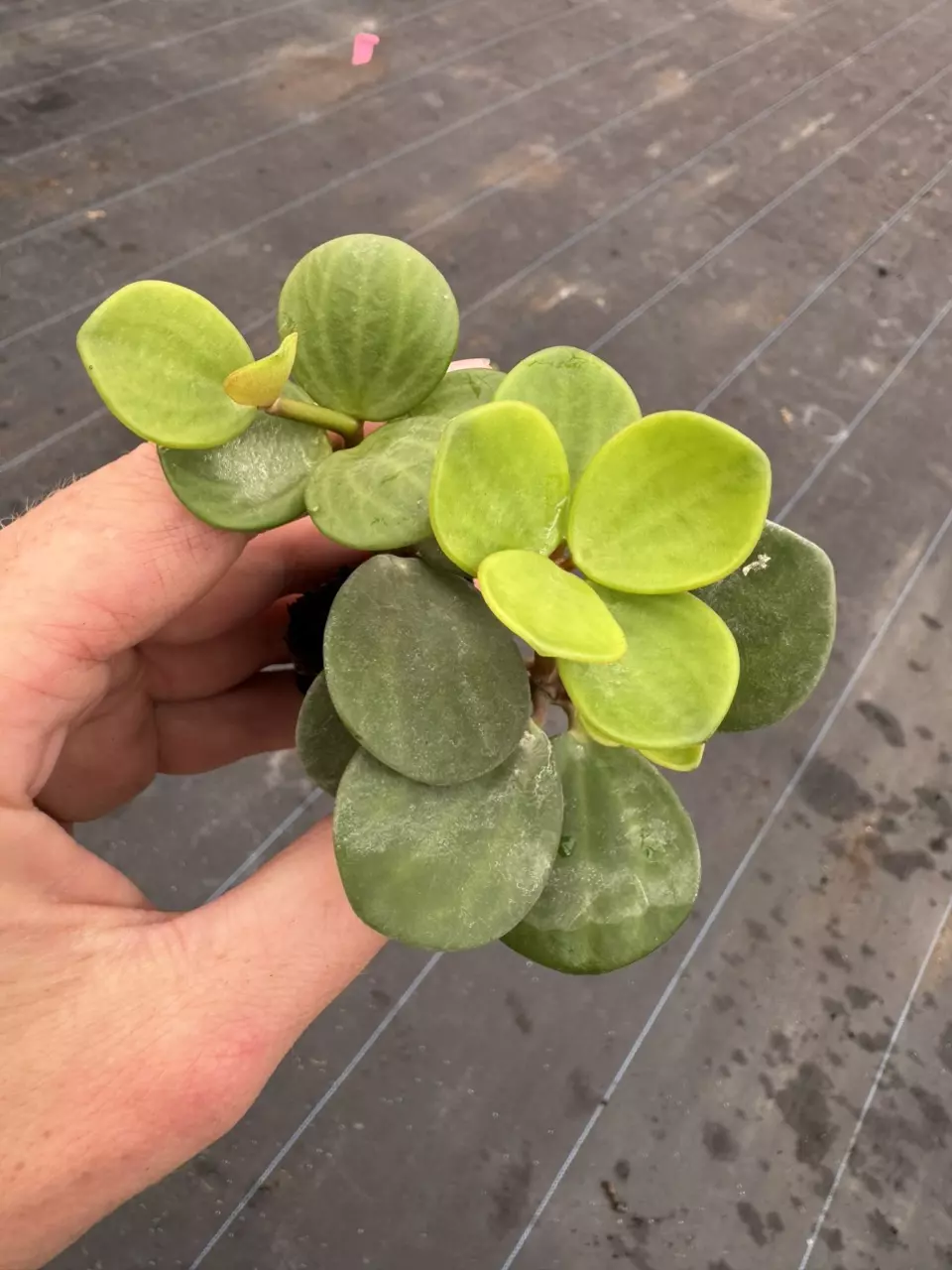 plant/Peperomia hope starter plant growers choice-1
