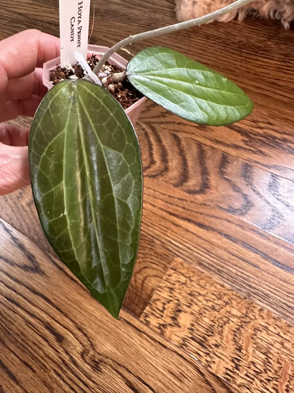 plant/0186 - Hoya Penny Candy-0