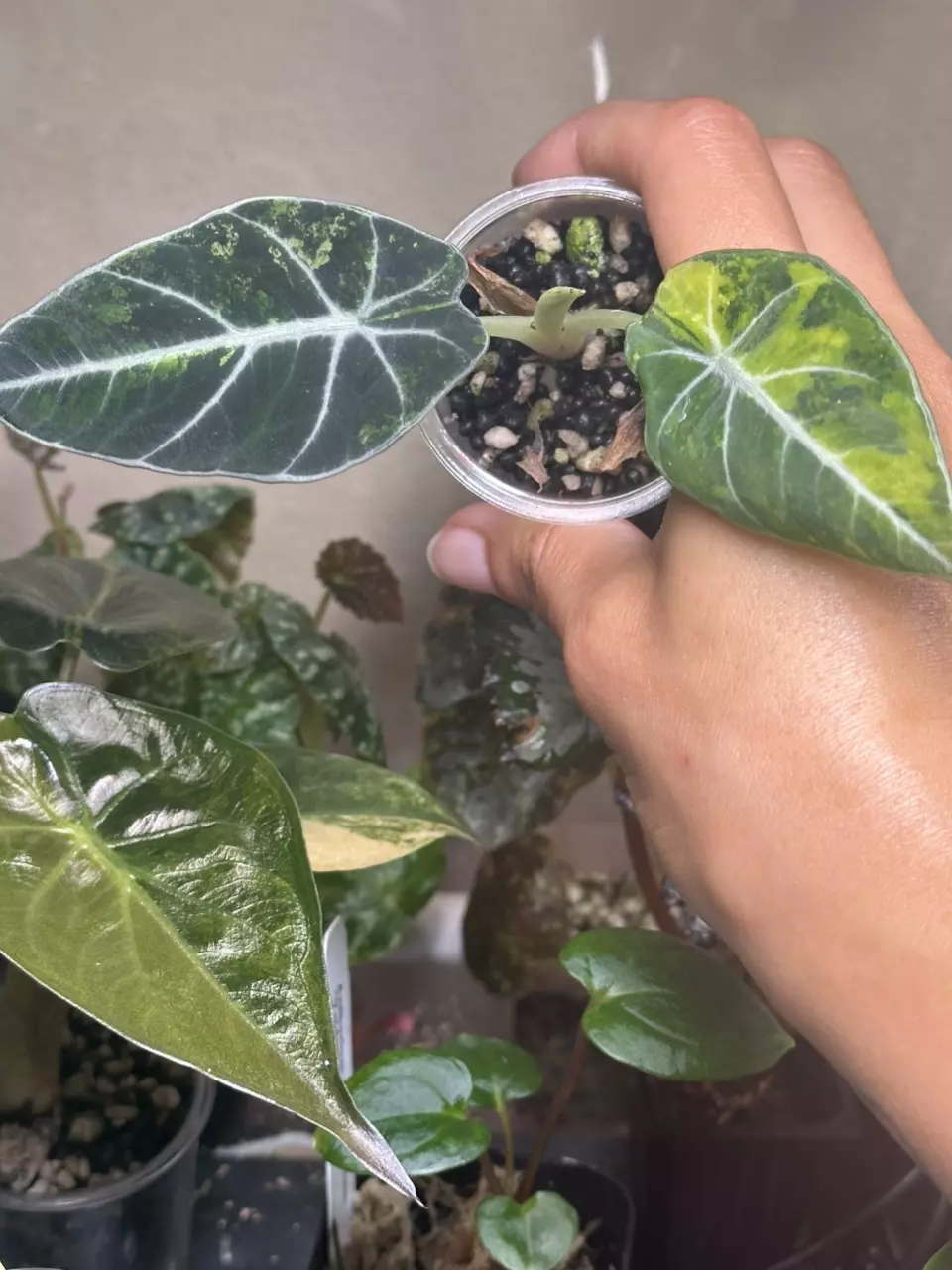 plant/Alocasia Black Velvet Gold-1