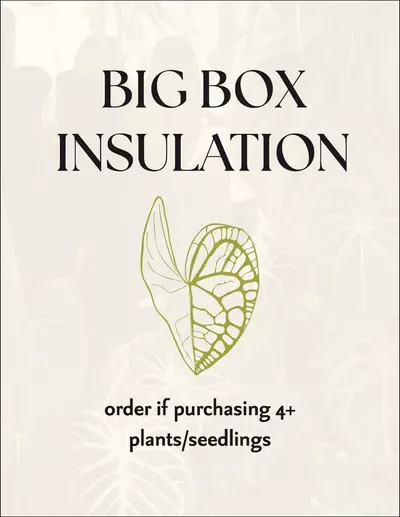plant/BIG BOX insulation-0-thumbnail