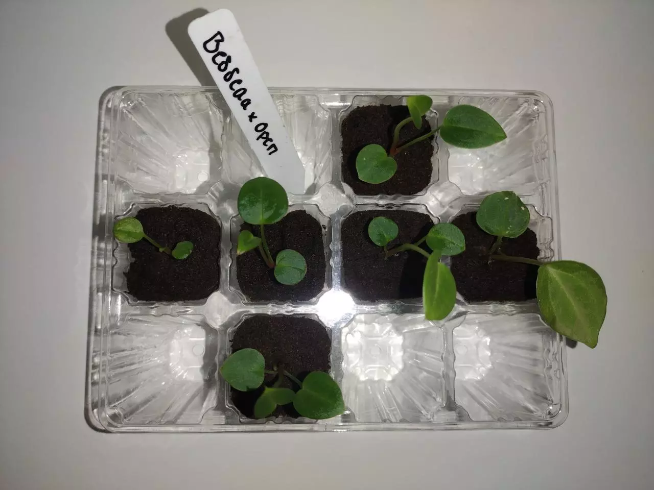 plant/Anthurium Besseae × Open-0