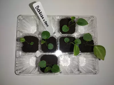 plant/Anthurium Besseae × Open-0-thumbnail