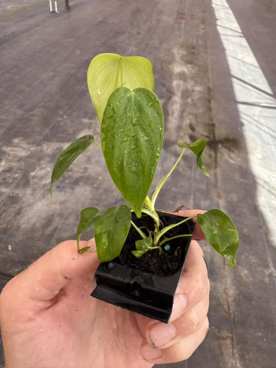 plant/Philodendron Sharoniae San Antonio starter plant growers choice-1