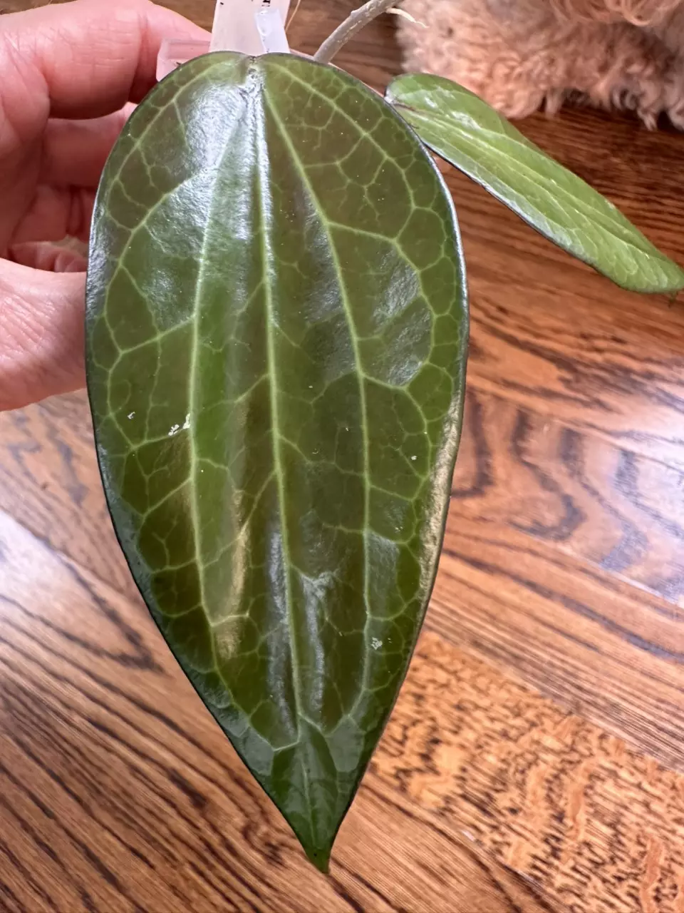 plant/0186 - Hoya Penny Candy-1