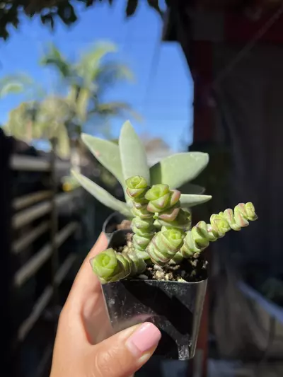 plant/2” Crassula Combo-2-thumbnail