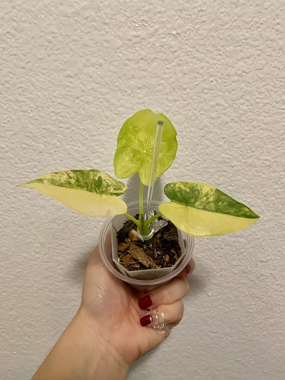 plant/Alocasia Gageana Aurea Half Moon 🌙🔥-0