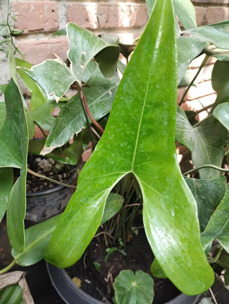 plant/Anthurium berrizobalense (Real species) seedling-0