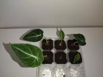 plant/Alocasia Black Velvet-0-thumbnail