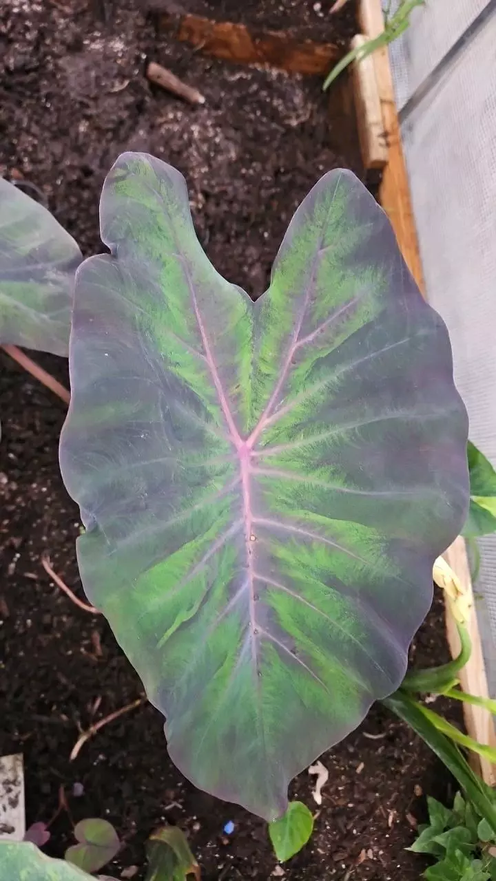 plant/Nub Dow colocasia starters-1