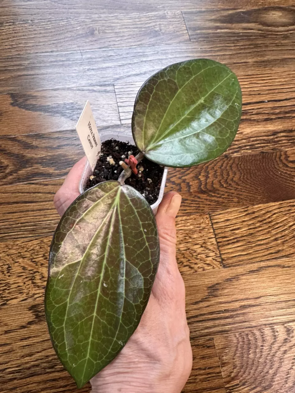 plant/0185 - Hoya Penny Candy-0