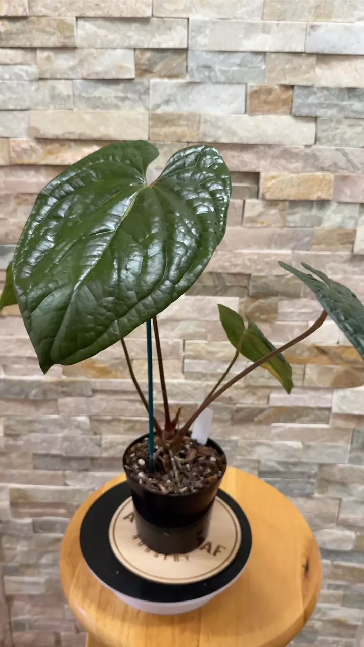 plant/Anthurium RVDP X Luxurian-0