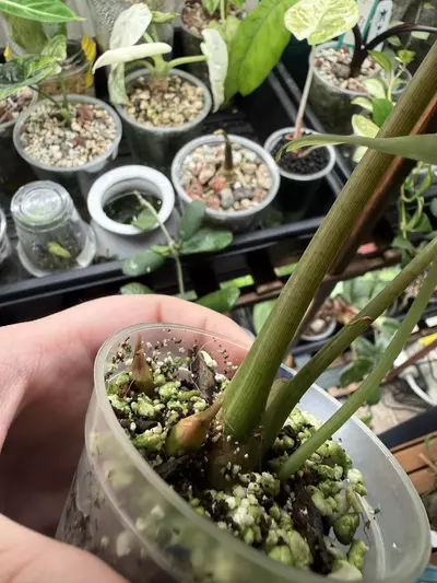 plant/alocasia longiloba lucifer aurea CORM-2-thumbnail