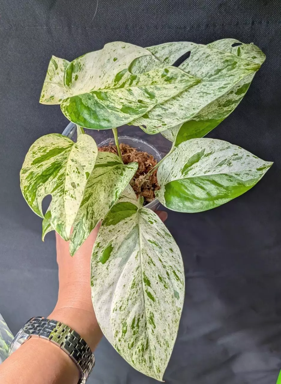 plant/#7002 Epi pinnatum marble-0