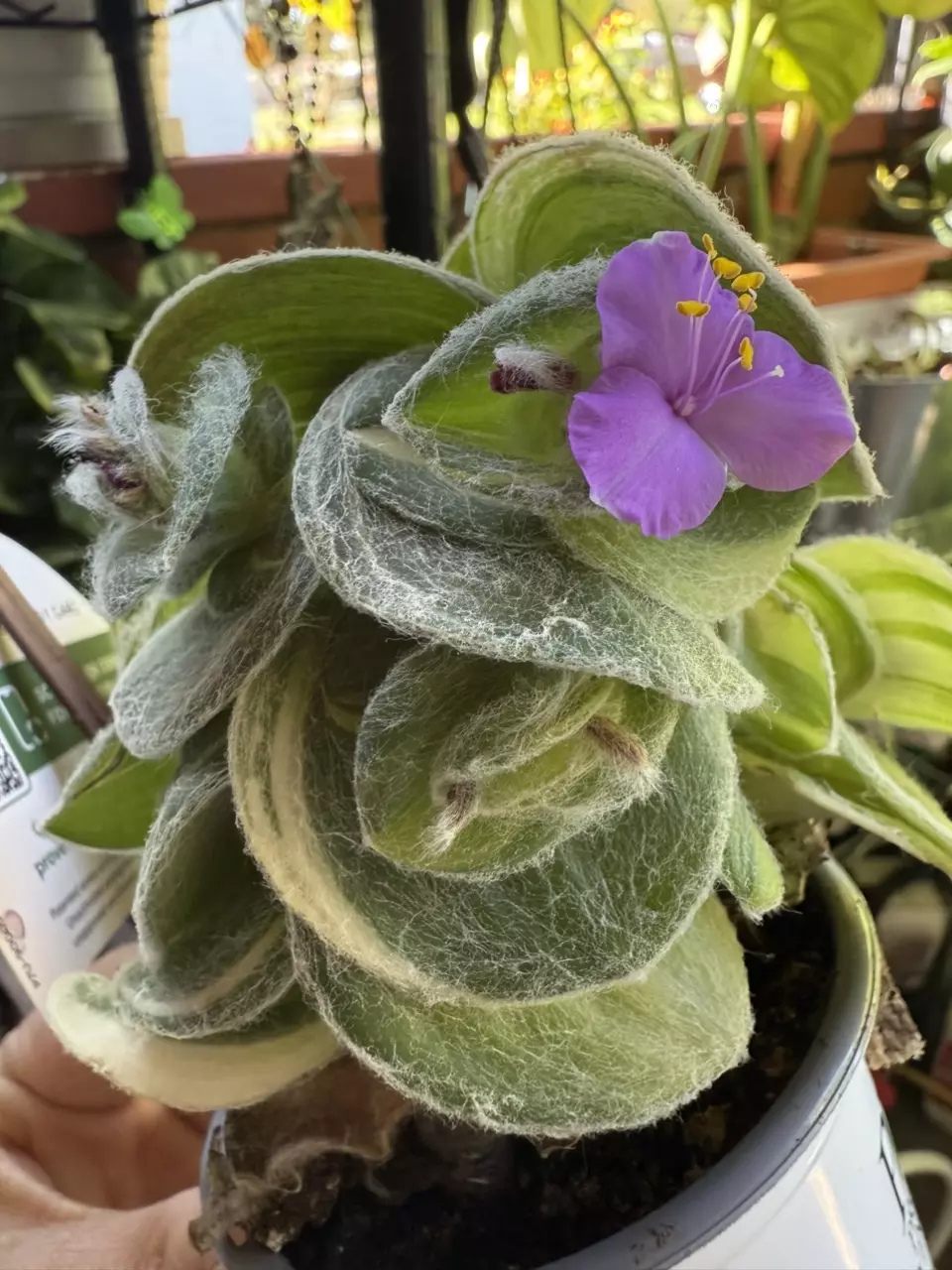plant/Tradescantia silamontana variegated cutting-2