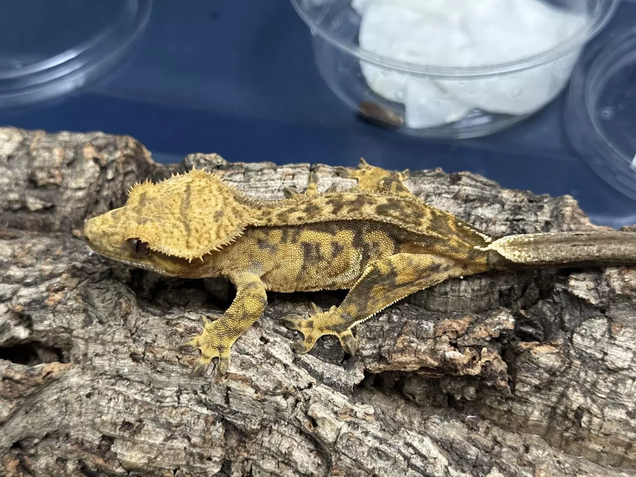 plant/443b 24g Female Yellow Tiger-1