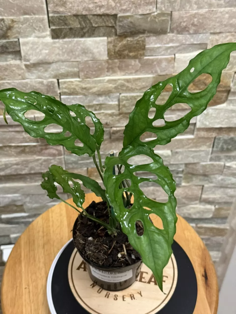 plant/Monstera Obliqua-0